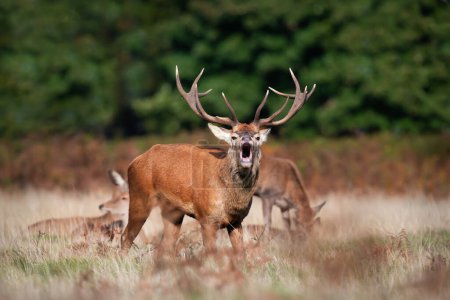 Foto de Red deer calling during the rut in autumn, UK. - Imagen libre de derechos
