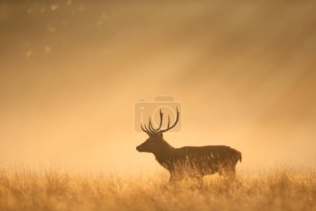 Téléchargez les photos : Gros plan d'un cerf de Red Deer pendant la saison de rut au lever du soleil, Royaume-Uni. - en image libre de droit