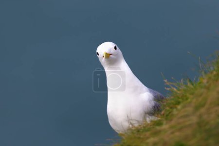 Photo for Close up of a Kittiwake (Rissa tridactyla) on a cliff edge, UK. - Royalty Free Image