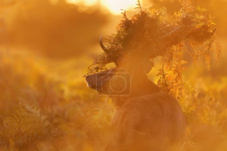 Foto de Primer plano de un ciervo rojo ciervo con salmuera en astas durante la temporada de celo al amanecer, Reino Unido. - Imagen libre de derechos