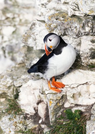 Photo for Close up of Atlantic puffin perched on a cliff edge, UK. - Royalty Free Image
