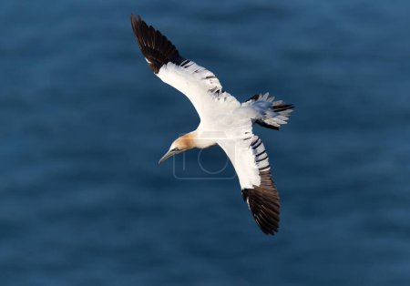 Téléchargez les photos : Gros plan d'une gannette nordique (Morus bassana) en vol, falaises de Bempton, Royaume-Uni. - en image libre de droit
