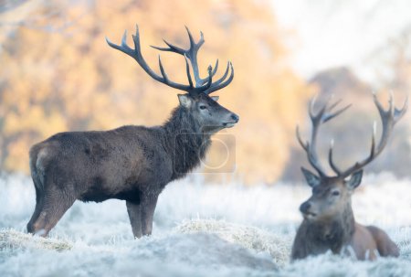 Photo for Close up of two Red deer stags in winter, UK. - Royalty Free Image