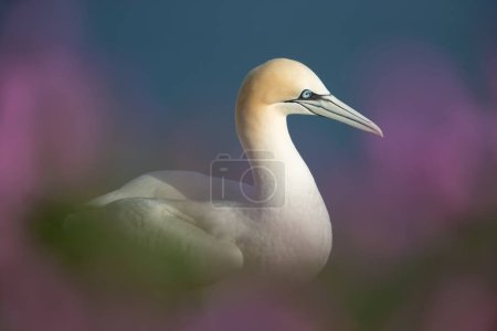 Photo for Close up of a Northern gannet (Morus bassana) in pink heather, UK. - Royalty Free Image