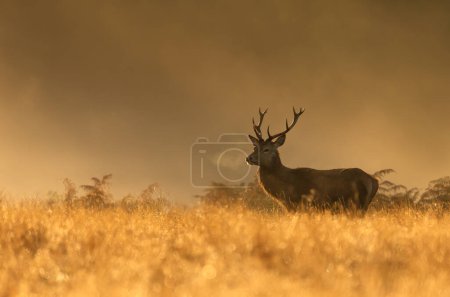 Primer plano de un ciervo rojo durante la temporada de celo al amanecer, Reino Unido.
