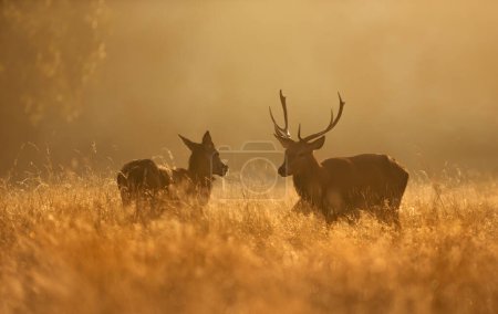 Foto de Primer plano de un ciervo rojo ciervo y la parte trasera durante la temporada de celo al amanecer, Reino Unido. - Imagen libre de derechos