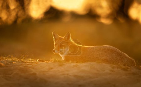 Foto de Primer plano de un zorro rojo (vulpes vulpes) al atardecer. - Imagen libre de derechos