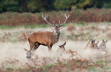 Photo for Red deer stag guarding hinds during the rutting season in autumn, UK. - Royalty Free Image