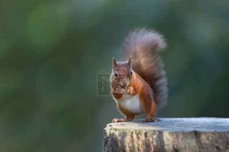 Photo for Close up of a Red squirrel (Sciurus Vulgaris) eating a nut on a tree log, UK. - Royalty Free Image
