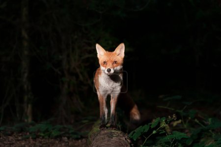 Téléchargez les photos : Gros plan d'un renard roux (Vulpes vulpes) dans la forêt la nuit, Royaume-Uni. - en image libre de droit