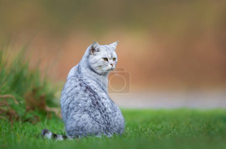 Téléchargez les photos : Gros plan d'un chat domestique gris assis sur une herbe, Royaume-Uni. - en image libre de droit