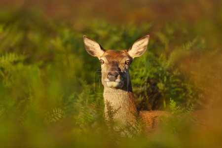 Photo for Close up of a red deer hind in bracken, UK. - Royalty Free Image