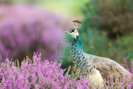 Photo for Close up of a colourful Peahen in pink heather, UK. - Royalty Free Image