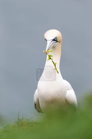 Photo for Close up of a Northern gannet (Morus bassana) with nesting material in the beak, UK. - Royalty Free Image