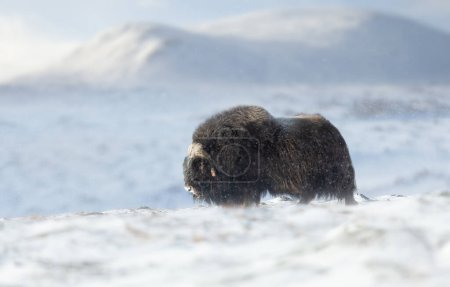 Photo for Close up of a Musk Ox in Dovrefjell mountains in winter, Norway. - Royalty Free Image