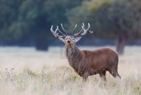 Téléchargez les photos : Gros plan d'un cerf de Red Deer pendant la saison de rut, Royaume-Uni. - en image libre de droit