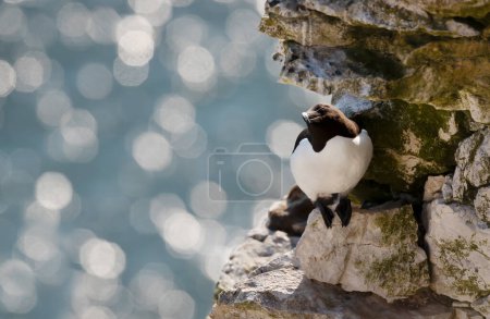 Photo for Close up of a Razorbill on a cliff against bokeh background, UK. - Royalty Free Image