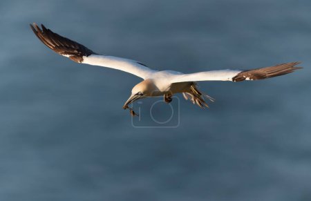 Photo for Close up of a Northern gannet (Morus bassana) in flight with nesting material in the beak, UK. - Royalty Free Image