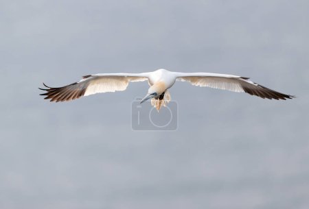 Photo for Close up of a Northern gannet (Morus bassana) in flight against blue sky, UK. - Royalty Free Image