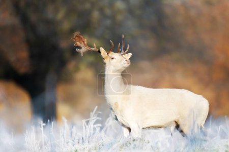 Foto de Primer plano de un ciervo Fallow (Dama dama) en invierno, Reino Unido
. - Imagen libre de derechos