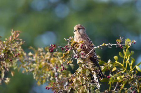 Photo for Close up of a common kestrel perched in a tree, England. - Royalty Free Image