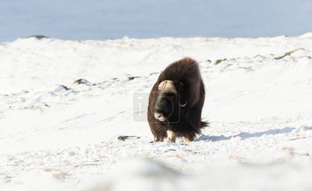 Photo for Close up of a male Musk Ox in Dovrefjell mountains in winter, Norway. - Royalty Free Image