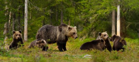 Téléchargez les photos : Gros plan de l'ours brun eurasien (Ursos arctos) femelle et de ses petits dans la forêt boréale, en Finlande
. - en image libre de droit