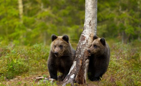 Photo for Close up of a cute Eurasian Brown bear cubs in a forest, Finland. - Royalty Free Image