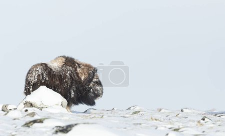 Photo for Musk Ox in winter, Dovrefjell mountains, Norway. - Royalty Free Image