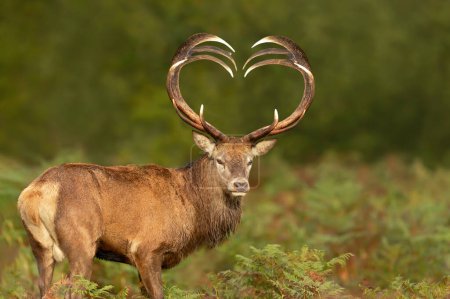 Photo for Close up of red deer stag with heart shaped antlers, UK. - Royalty Free Image