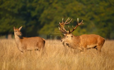 Photo for Red deer stag with a hind during the rut in autumn, UK. - Royalty Free Image
