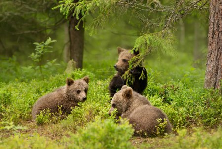 Gros plan d'oursons bruns européens (Ursus arctos arctos) ludiques dans les bois de Finlande.