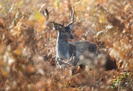 Foto de Primer plano de un ciervo de poca profundidad parado en salmuera, otoño en Reino Unido. - Imagen libre de derechos