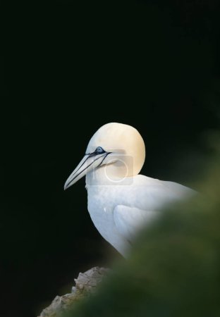 Photo for Close up of a Northern gannet (Morus bassana) against black background, UK. - Royalty Free Image
