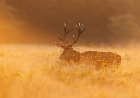 Photo for Close up of a Red Deer stag during rutting season at sunrise, UK. - Royalty Free Image