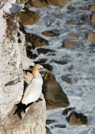 Téléchargez les photos : Gros plan d'une gannette nordique (Morus bassana) perchée sur une falaise, Royaume-Uni. - en image libre de droit