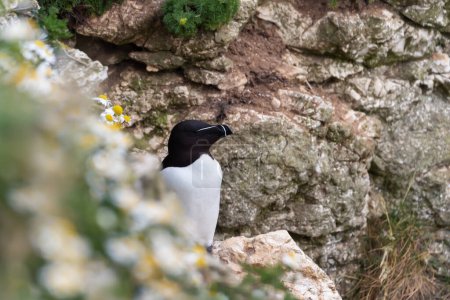 Téléchargez les photos : Gros plan d'un pingouin nichant sur une falaise avec des marguerites, Bempton, Royaume-Uni. - en image libre de droit