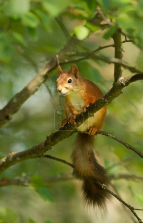 Foto de Primer plano de una ardilla roja (Sciurus Vulgaris) en una rama de árbol, Reino Unido. - Imagen libre de derechos