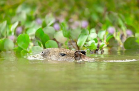 Capybara nageant dans une rivière, Pantanal Sud, Brésil.