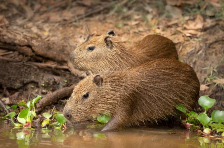 Foto de Primer plano de dos pequeñas capibaras en una orilla del río, Pantanal Sur, Brasil. - Imagen libre de derechos