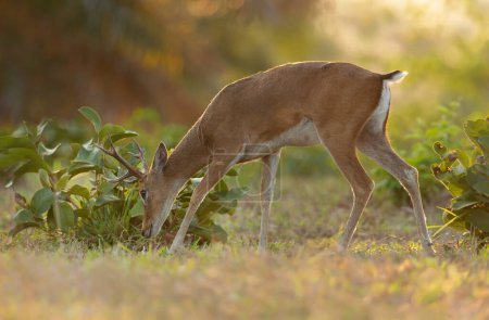 Foto de Primer plano de un ciervo pampeano pastando al atardecer, Pantanal, Brasil. - Imagen libre de derechos