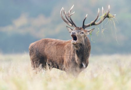 Foto de Close up of a red deer stag calling during the rut, UK. - Imagen libre de derechos