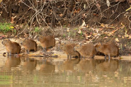 Foto de Grupo de Capibaras sentados en la orilla de un río, Pantanal Norte, Brasil. - Imagen libre de derechos
