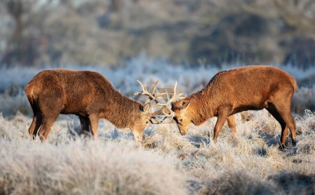 Photo for Close up of two Red deer stags fighting in winter, UK. - Royalty Free Image