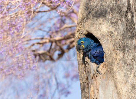 Photo for Hyacinth macaw perched in a tree hole in spring, South Pantanal, Brazil. - Royalty Free Image