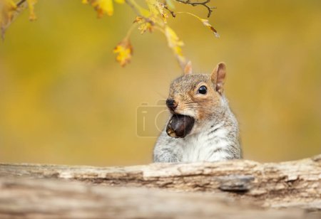 Téléchargez les photos : Gros plan d'un mignon écureuil gris avec un gland en automne, Royaume-Uni. - en image libre de droit