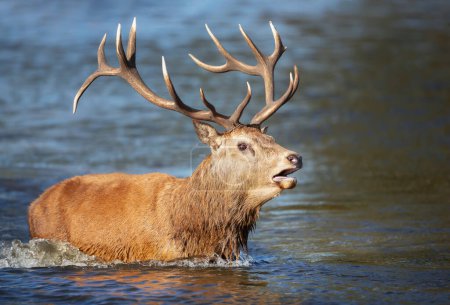 Téléchargez les photos : Gros plan d'un cerf rouge debout dans l'eau et appelant pendant la saison des ornières, Royaume-Uni. - en image libre de droit