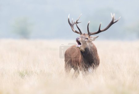 Photo for Close up of a red deer stag calling during the rut, UK. - Royalty Free Image