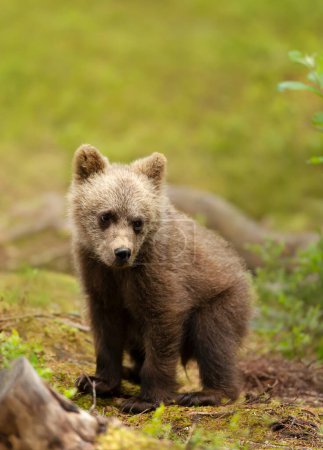 Foto de Primer plano de un lindo oso pardo euroasiático en un bosque, Finlandia. - Imagen libre de derechos