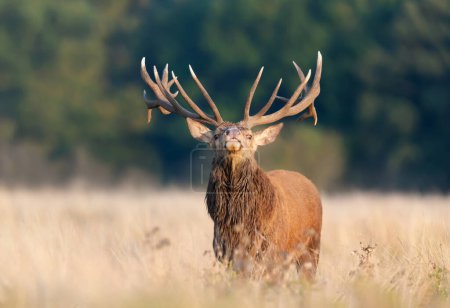 Photo for Close up of a red deer stag during rutting season in autumn, UK. - Royalty Free Image